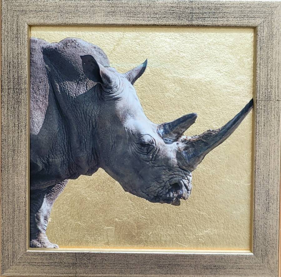 Rhino